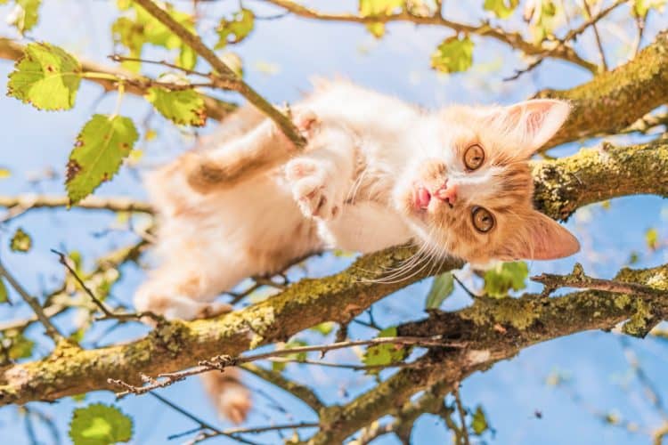 white and brown cat on tree branch